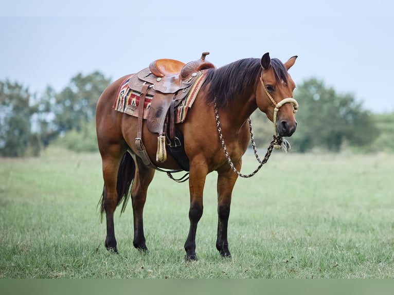 American Quarter Horse Wallach 3 Jahre 153 cm Brauner in München