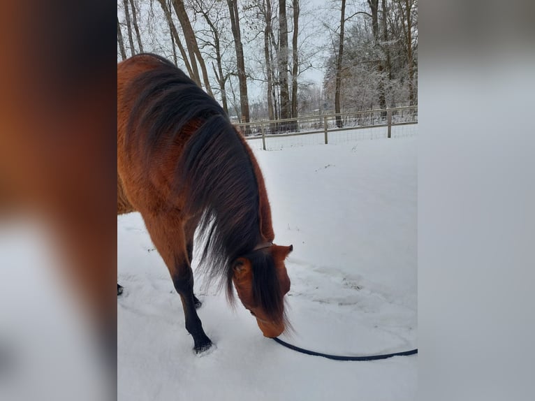 American Quarter Horse Wallach 3 Jahre 153 cm Brauner in Zossen