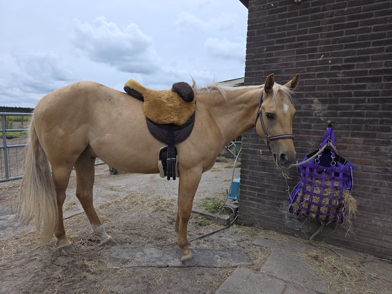 American Quarter Horse Wallach 3 Jahre 153 cm Dunalino in Heemskerk