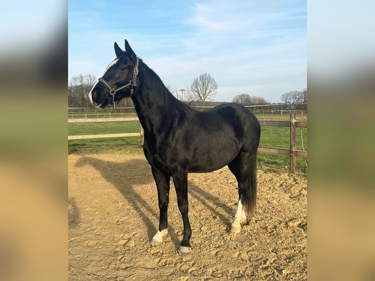 American Quarter Horse Wallach 3 Jahre 153 cm Dunkelbrauner in Havixbeck