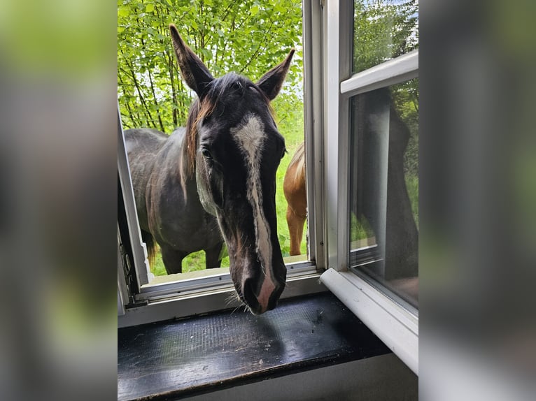 American Quarter Horse Wallach 3 Jahre 153 cm Dunkelbrauner in Havixbeck