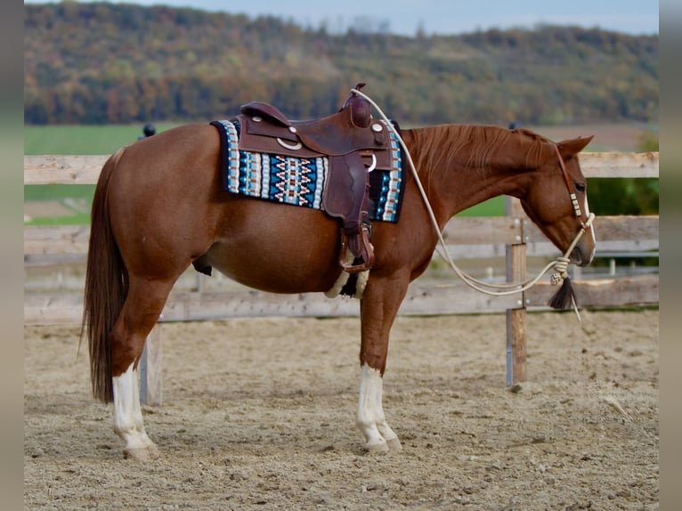 American Quarter Horse Wallach 3 Jahre 153 cm Fuchs in Duingen