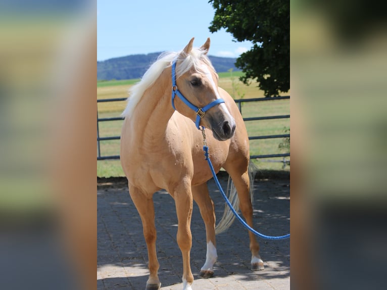 American Quarter Horse Wallach 3 Jahre 153 cm Palomino in Donaueschingen