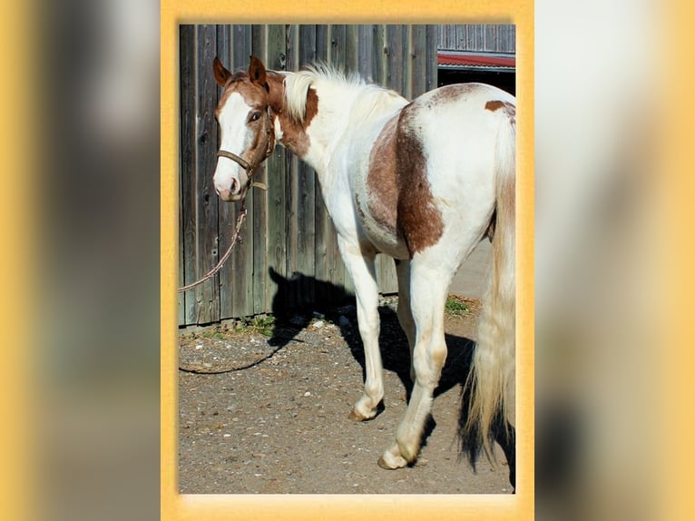 American Quarter Horse Mix Wallach 3 Jahre 153 cm Schecke in Pfaffenhofen an der Roth