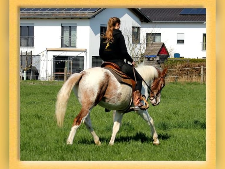 American Quarter Horse Mix Wallach 3 Jahre 153 cm Schecke in Pfaffenhofen an der Roth
