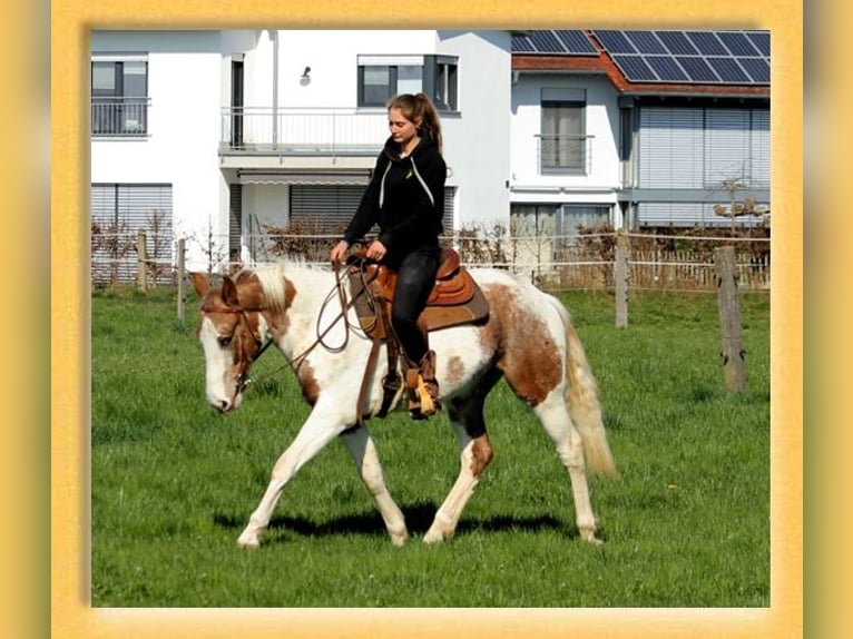 American Quarter Horse Mix Wallach 3 Jahre 153 cm Schecke in Pfaffenhofen an der Roth