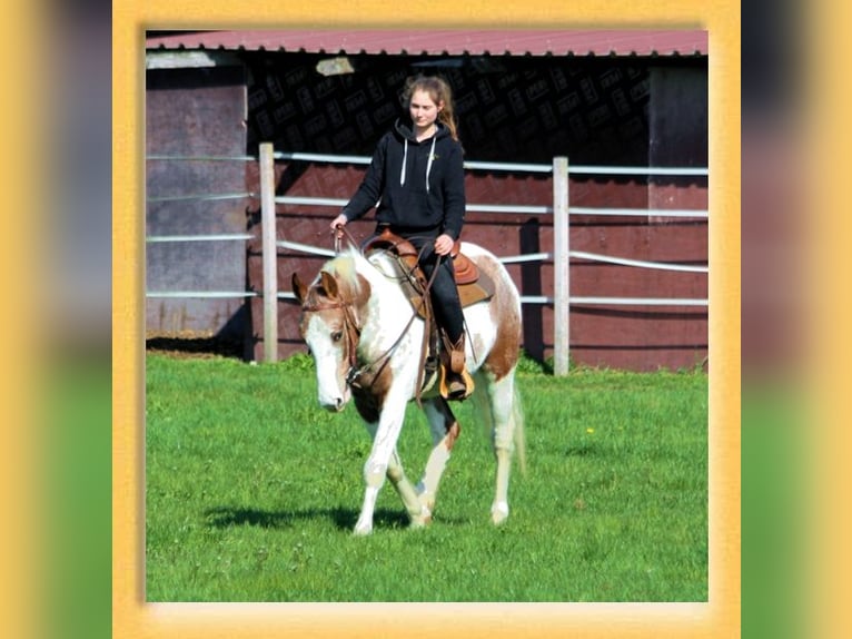 American Quarter Horse Mix Wallach 3 Jahre 153 cm Schecke in Pfaffenhofen an der Roth
