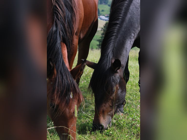American Quarter Horse Wallach 3 Jahre 154 cm Dunkelbrauner in Steinen