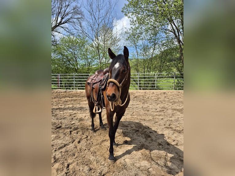 American Quarter Horse Wallach 3 Jahre 154 cm Dunkelbrauner in Steinen