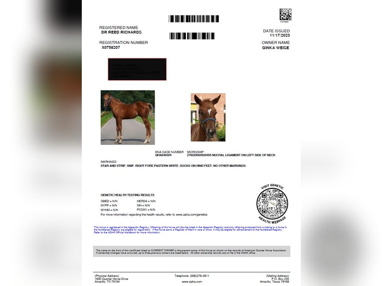 American Quarter Horse Wallach 3 Jahre 154 cm Fuchs in Bad Zwischenahn