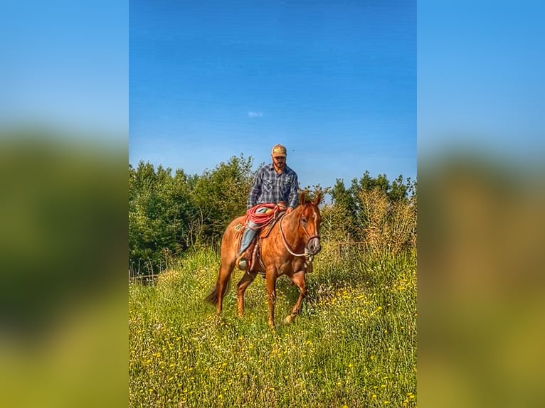 American Quarter Horse Wallach 3 Jahre 154 cm Roan-Red in Cortazzone