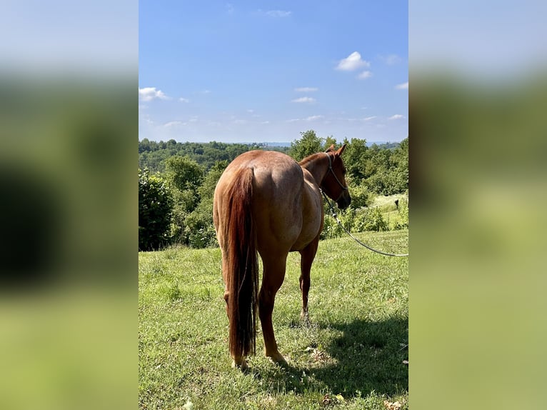 American Quarter Horse Wallach 3 Jahre 154 cm Roan-Red in Cortazzone