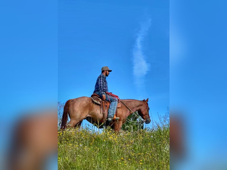 American Quarter Horse Wallach 3 Jahre 154 cm Roan-Red in Cortazzone