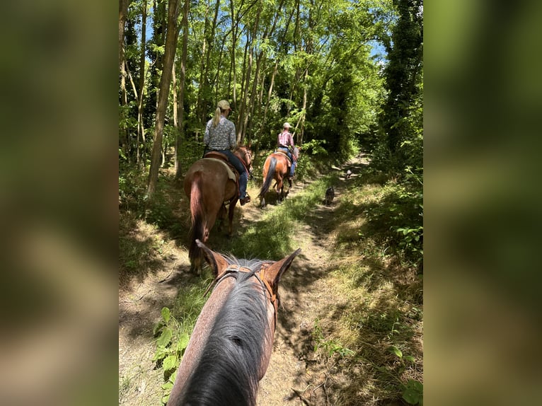 American Quarter Horse Wallach 3 Jahre 154 cm Roan-Red in Cortazzone