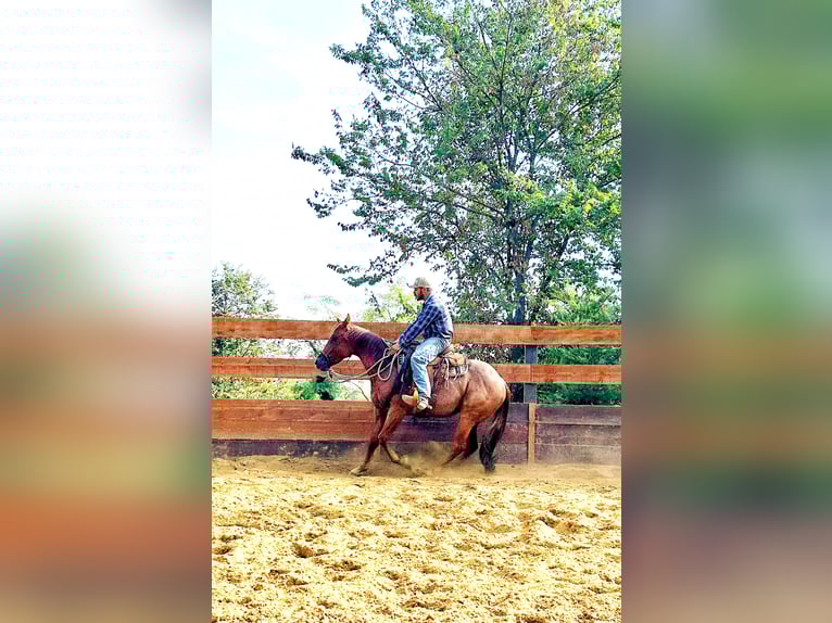 American Quarter Horse Wallach 3 Jahre 154 cm Roan-Red in Cortazzone