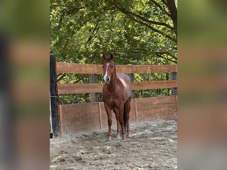 American Quarter Horse Wallach 3 Jahre 154 cm Roan-Red in Cortazzone