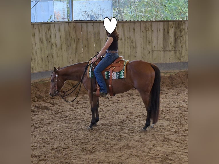 American Quarter Horse Wallach 3 Jahre 155 cm Brauner in Burgwedel