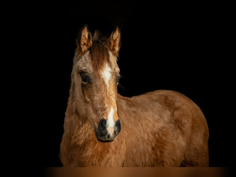 American Quarter Horse Wallach 3 Jahre 155 cm Buckskin in Freihung - Thansüß