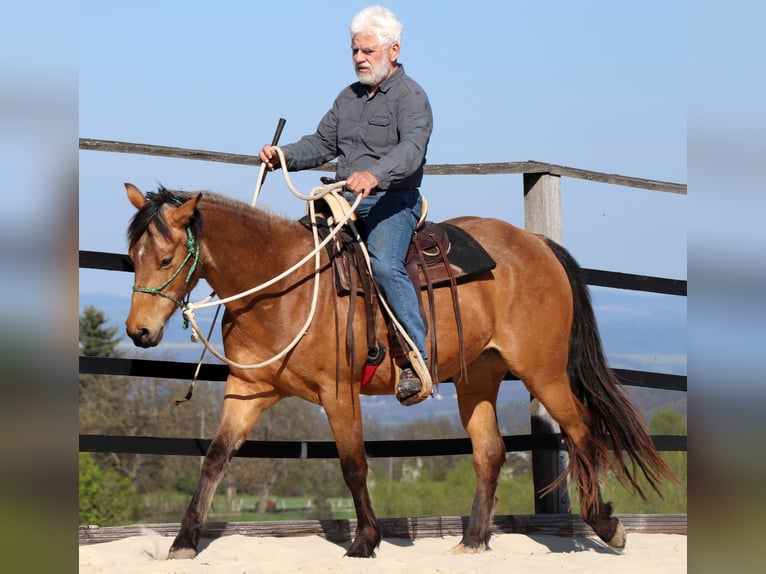 American Quarter Horse Wallach 3 Jahre 155 cm Buckskin in Müglitztal