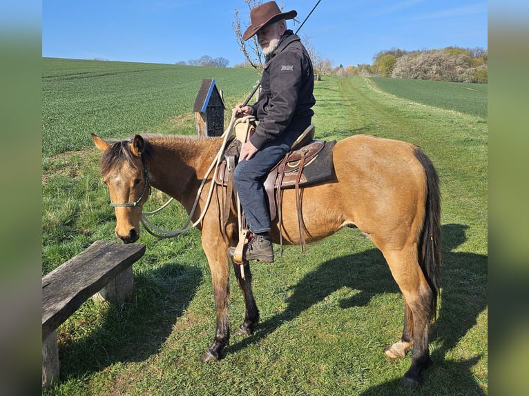 American Quarter Horse Wallach 3 Jahre 155 cm Buckskin in Müglitztal