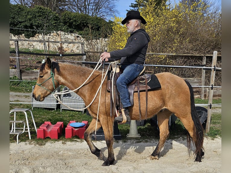 American Quarter Horse Wallach 3 Jahre 155 cm Buckskin in Müglitztal