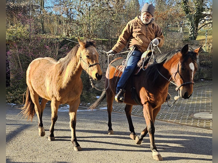 American Quarter Horse Wallach 3 Jahre 155 cm Buckskin in Müglitztal