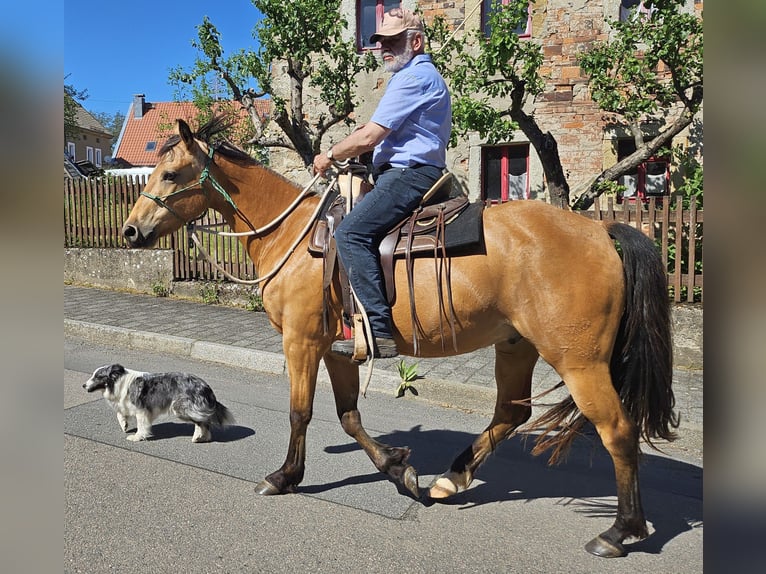 American Quarter Horse Wallach 3 Jahre 155 cm Buckskin in Müglitztal