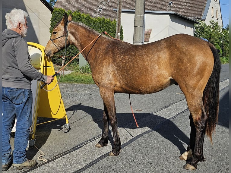 American Quarter Horse Wallach 3 Jahre 155 cm Buckskin in Müglitztal