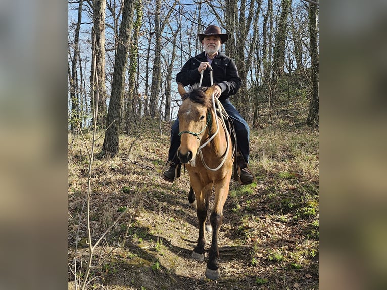 American Quarter Horse Wallach 3 Jahre 155 cm Buckskin in Müglitztal
