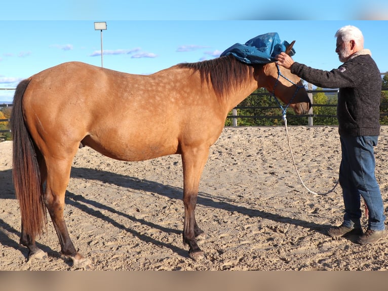 American Quarter Horse Wallach 3 Jahre 155 cm Buckskin in Müglitztal