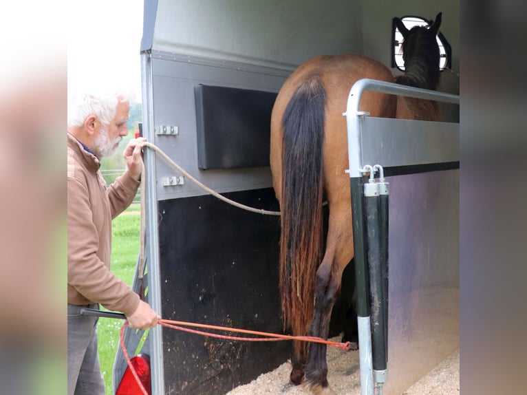 American Quarter Horse Wallach 3 Jahre 155 cm Buckskin in Müglitztal