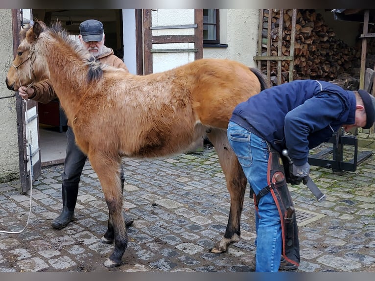 American Quarter Horse Wallach 3 Jahre 155 cm Buckskin in Müglitztal