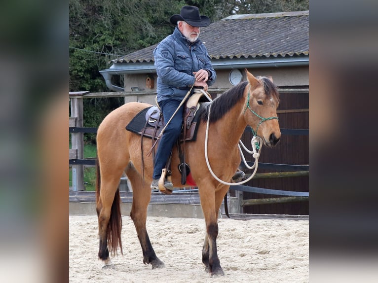 American Quarter Horse Wallach 3 Jahre 155 cm Buckskin in Müglitztal