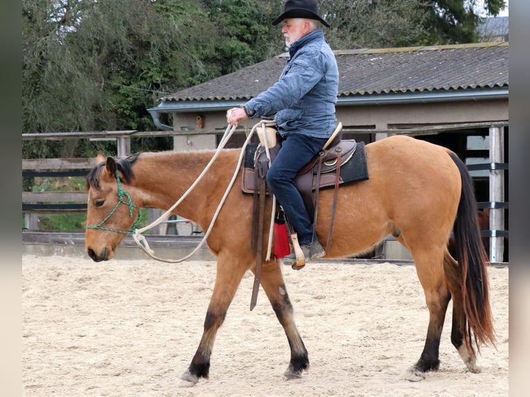 American Quarter Horse Wallach 3 Jahre 155 cm Buckskin in Müglitztal