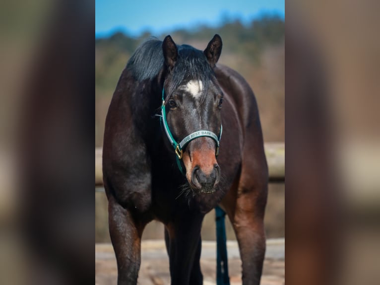 American Quarter Horse Wallach 3 Jahre 155 cm Dunkelbrauner in Soyen