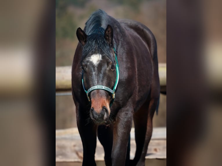 American Quarter Horse Wallach 3 Jahre 155 cm Dunkelbrauner in Soyen