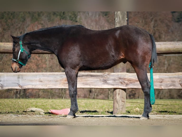 American Quarter Horse Wallach 3 Jahre 155 cm Dunkelbrauner in Soyen