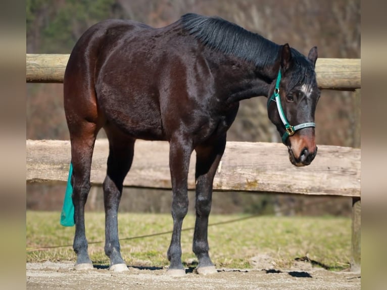 American Quarter Horse Wallach 3 Jahre 155 cm Dunkelbrauner in Soyen