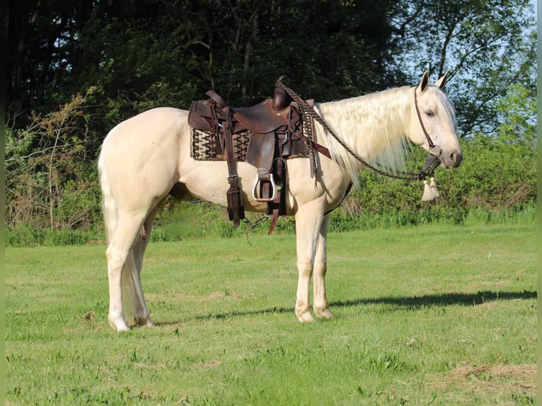 American Quarter Horse Wallach 3 Jahre 155 cm Palomino in Rebersburg