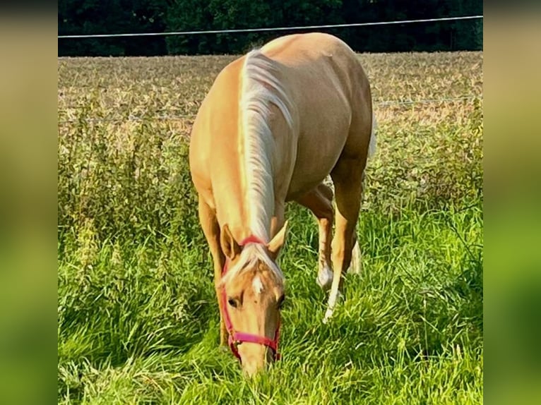 American Quarter Horse Wallach 3 Jahre 155 cm Palomino in Wasserburg am Inn