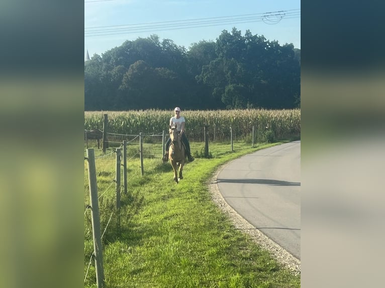 American Quarter Horse Wallach 3 Jahre 155 cm Palomino in Wasserburg am Inn