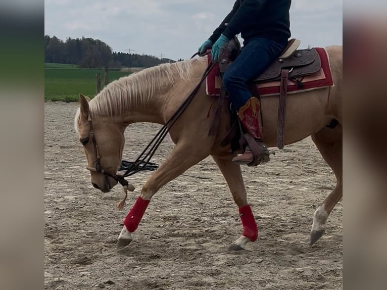 American Quarter Horse Wallach 3 Jahre 155 cm Palomino in Wasserburg am Inn