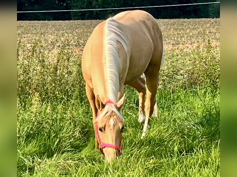 American Quarter Horse Wallach 3 Jahre 155 cm Palomino in Wasserburg am Inn