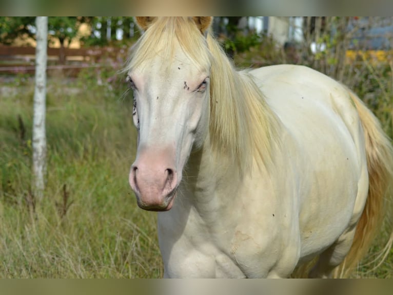 American Quarter Horse Wallach 3 Jahre 155 cm Perlino in Aichach