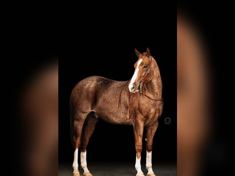 American Quarter Horse Wallach 3 Jahre 155 cm Roan-Red in Lebanon
