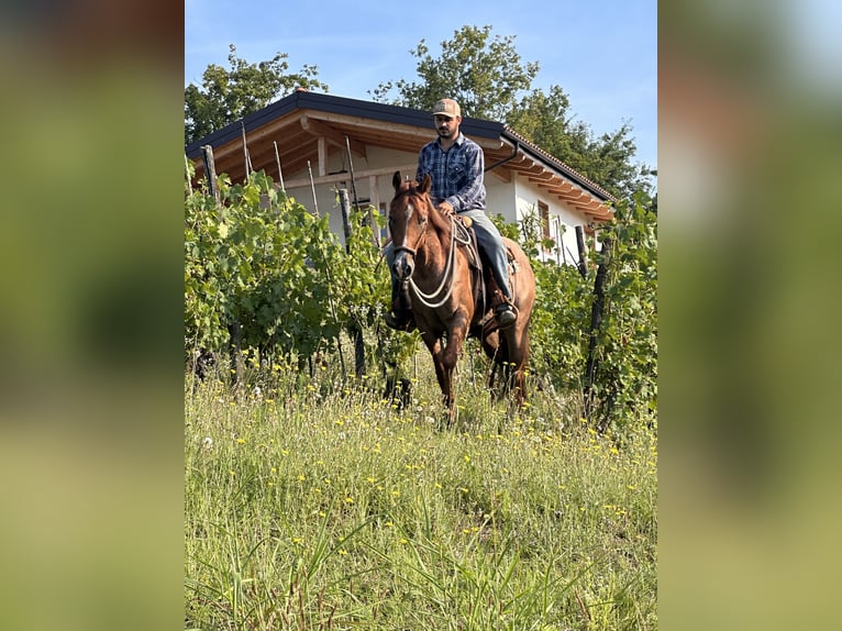 American Quarter Horse Wallach 3 Jahre 155 cm Roan-Red in Cortazzone