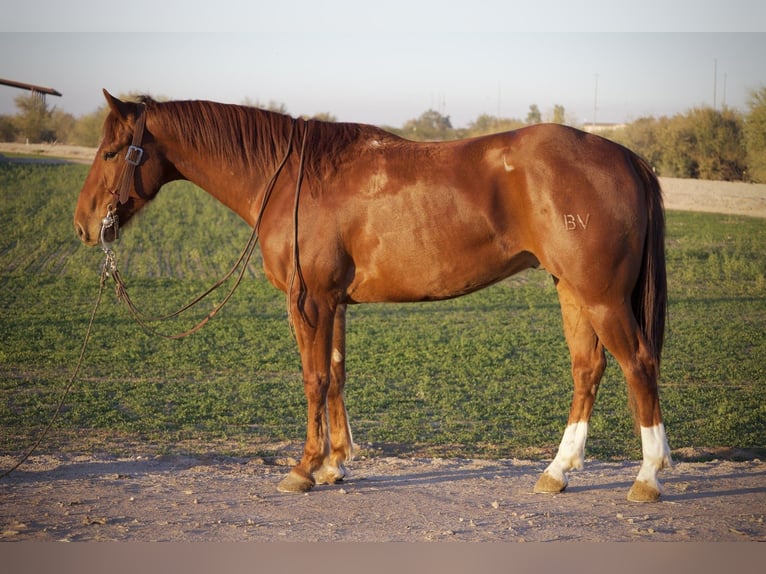American Quarter Horse Wallach 3 Jahre 155 cm Rotfuchs in Phoenix