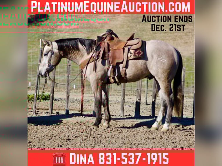 American Quarter Horse Wallach 3 Jahre 155 cm Schimmel in Paicines CA