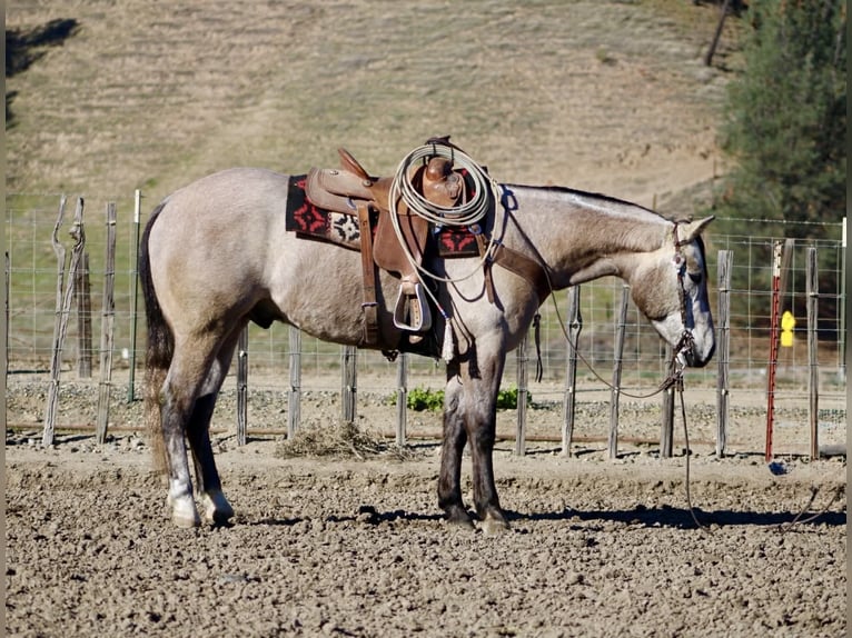 American Quarter Horse Wallach 3 Jahre 155 cm Schimmel in Paicines CA