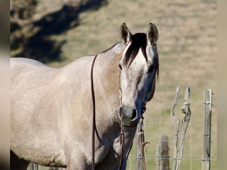 American Quarter Horse Wallach 3 Jahre 155 cm Schimmel in Paicines CA